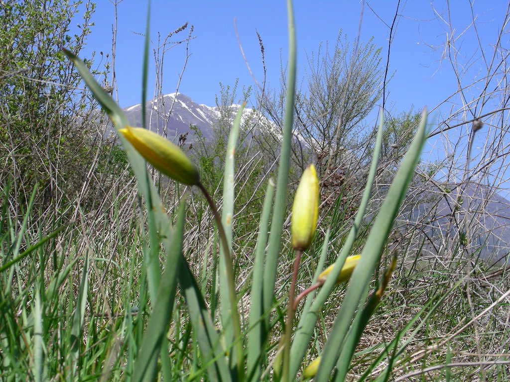 Tulipa sylvestris